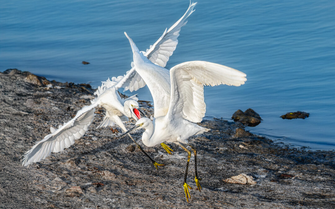 Tarde de aves en el Guadalhorce: flamencos, garcetas y acción al final del verano